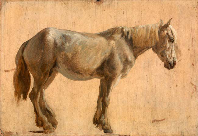 study of a grey horse